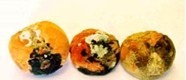 gida-isleme gida-isleme